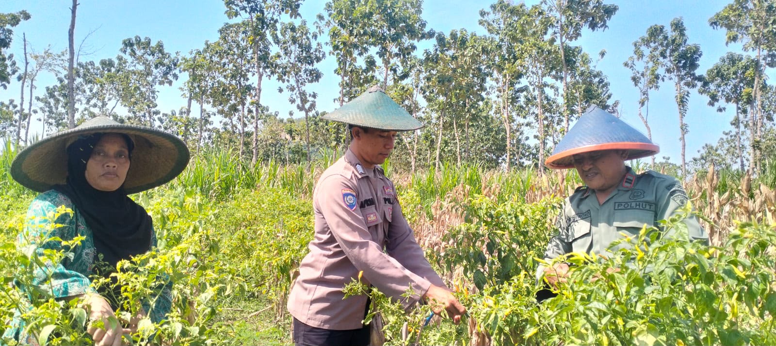 Kemandirian Pangan Nasional, Personel Polres Gresik Dampingi Pertanian di Panceng