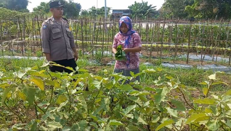 Polsek Cerme Tinjau Tanaman Sawi dan Terong di Pekarangan Warga Ngabetan untuk Dukung Ketahanan Pangan