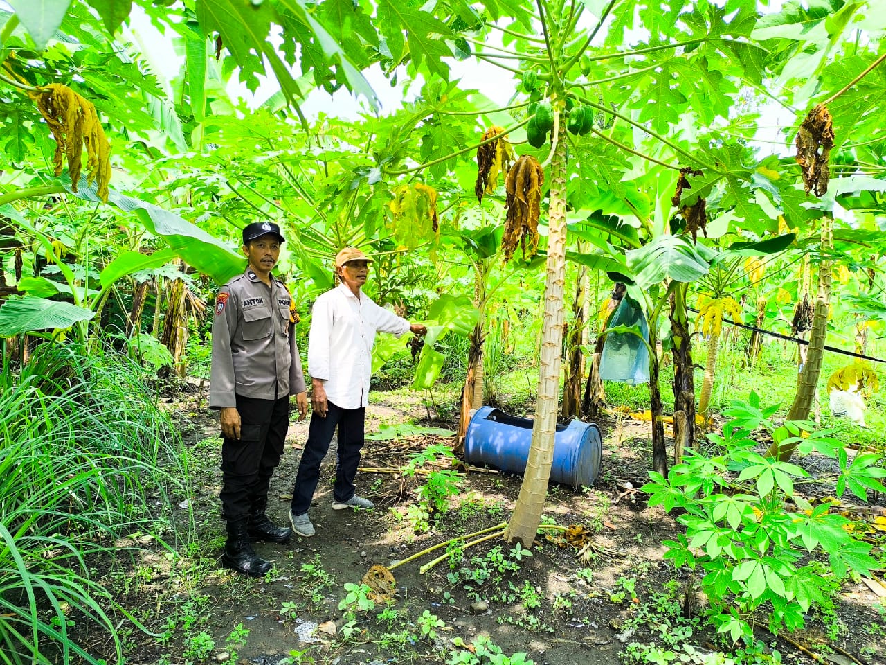 Polisi Turun ke Pekarangan Pohon Pisang dan Pepaya