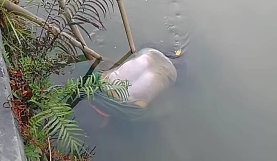 Geger Mayat Pria Lanjut Usia Ditemukan Mengapung di Kali Ponokawan Krian