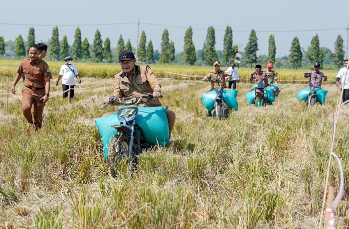 Panen Raya Padi Lamongan Capai 11,3 Ton per Hektare, MT III Dipercepat
