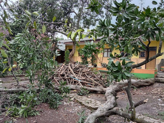 Ahli Waris Melawan, Tebang Pohon di SDN 1 Jeladri