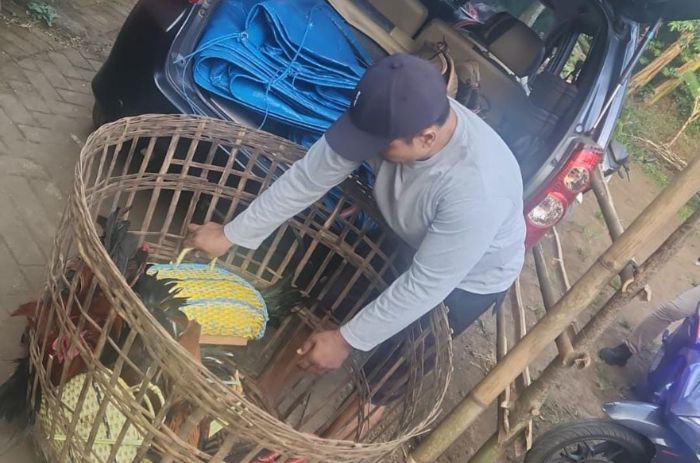 Polres Lumajang Gerebek Arena Sabung Ayam Klakah