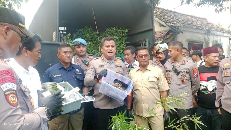 Polisi Gerebek Rumah Budidaya Ganja di Mojongapit Jombang