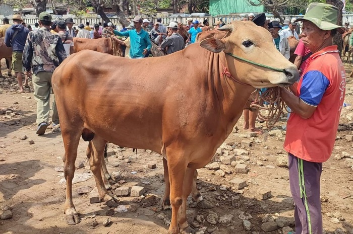 PPSDS Jatim Protes Kenaikan Harga Sapi Siap Potong
