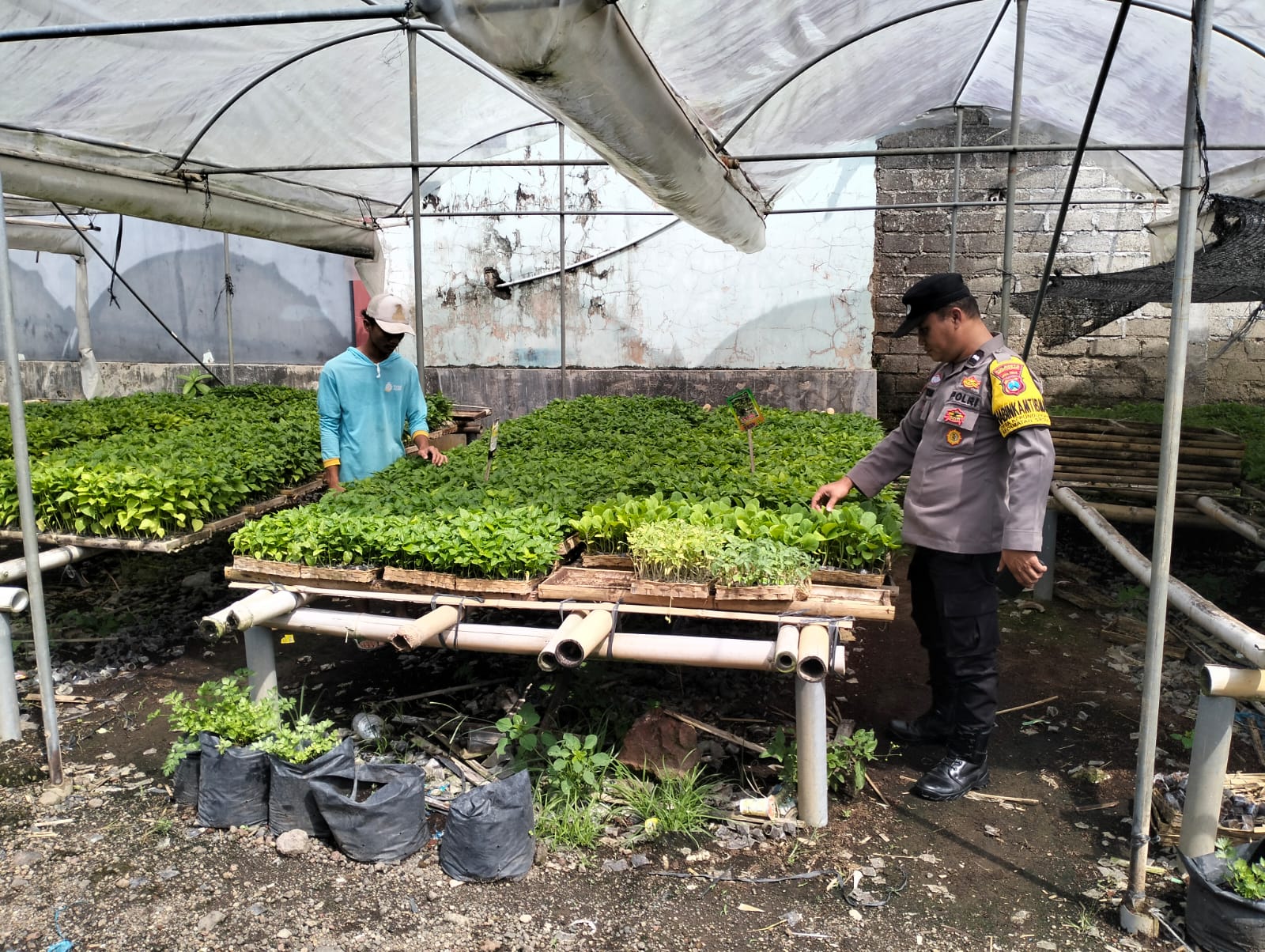Dorong Swasembada Pangan, Polresta Banyuwangi Sulap Pekarangan Jadi Sentra Bibit Cabai dan Terong