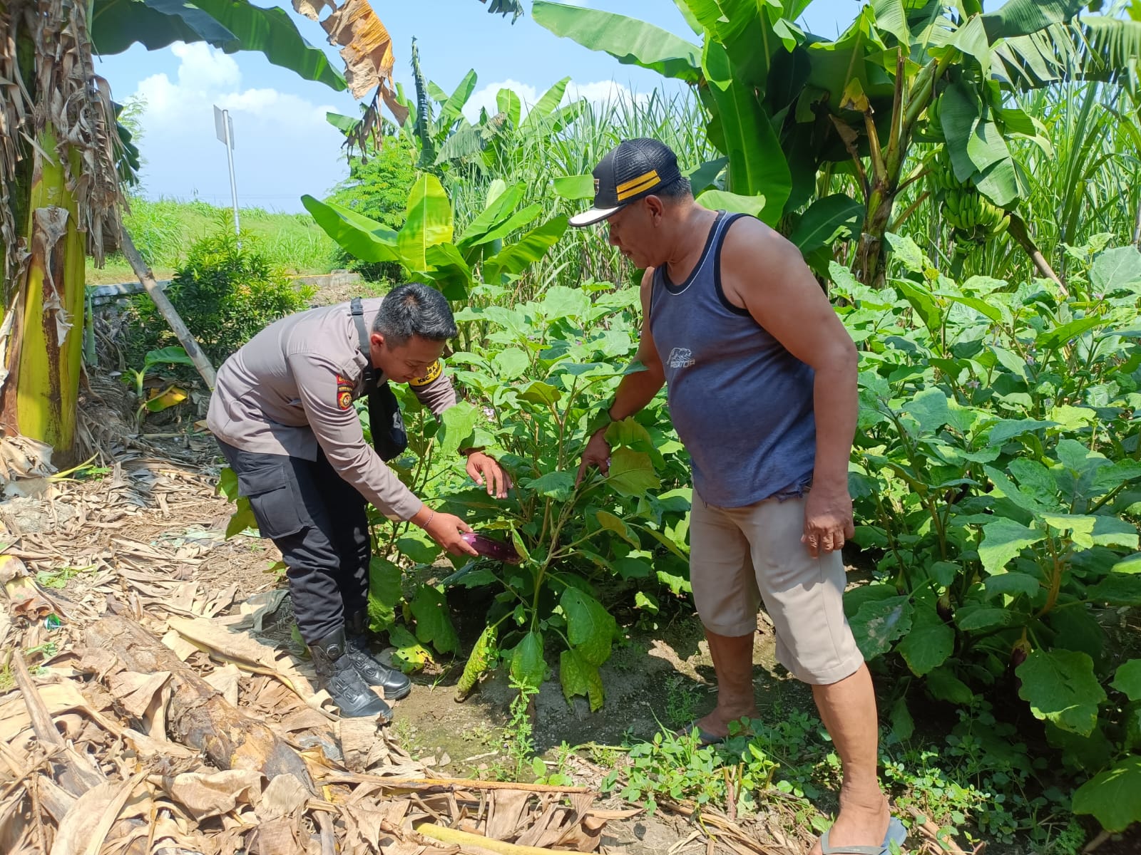 Polsek Krembung Dukung Ketahanan Pangan, Turun Dampingi Petani Rawat Tanaman Terong