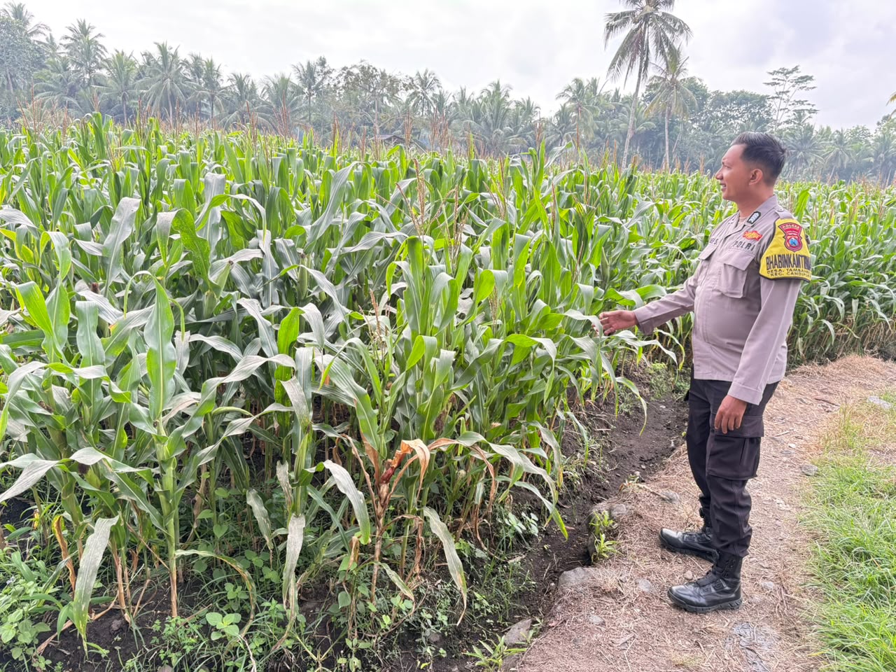 Tanaman Jagung Tumbuh Subur, Polsek Candipuro Sukses Implementasikan Program Asta Cita Presiden