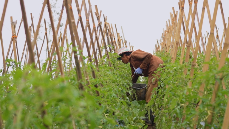 Harga Sayur Petani Boyolali Lebih Stabil, Dampak Program MBG