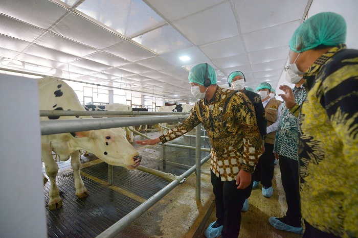 Nestlé Indonesia Implementasikan Closed-Barn dan Serahkan 90 Sapi Perah kepada Tiga Koperasi di Jatim