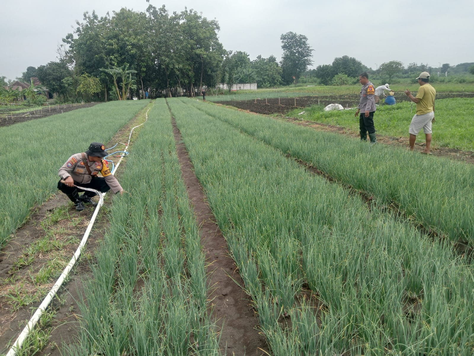 Kanit Binmas Polsek Krembung Dampingi Warga Merawat Tanaman Bawang Merah di Desa Lemujut