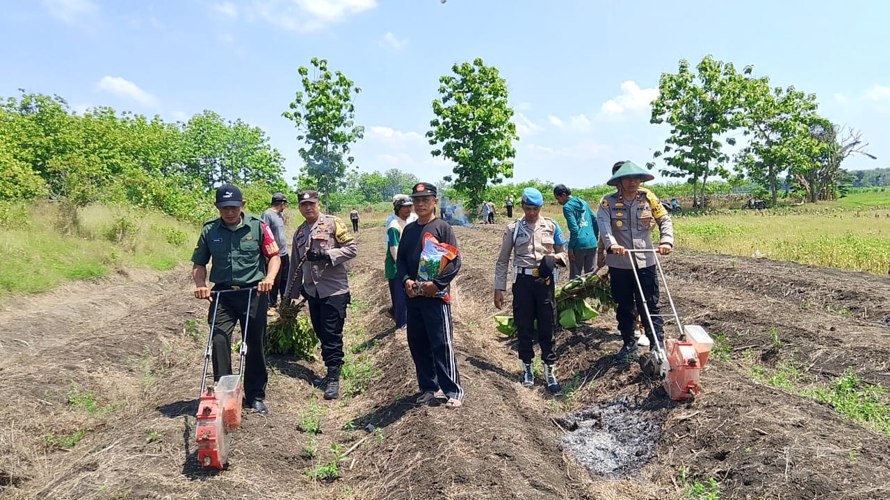 Wujudkan Ketahanan Pangan Nasional, Polsek Padangan bersama Pemdes Ngeper Tanam Jagung Hibrida