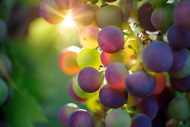 Menikmati Manfaat Alami: 5 Khasiat Anggur untuk Kesehatan