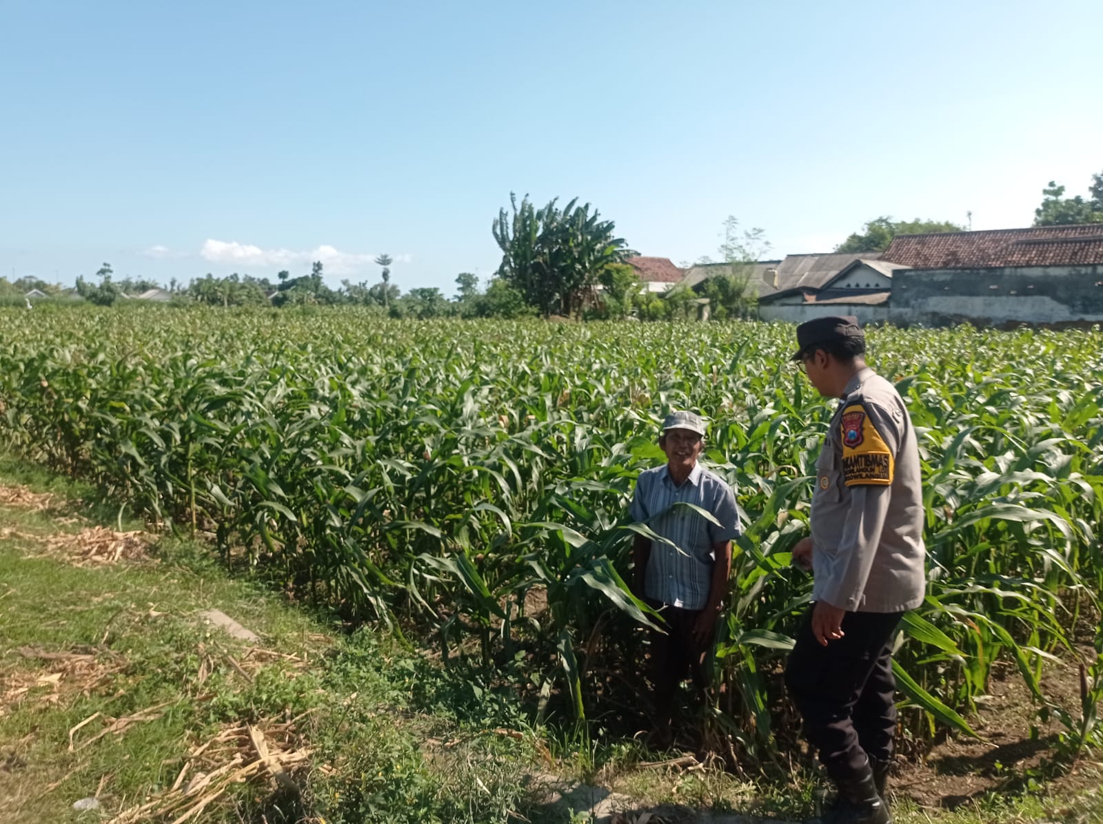 Sukseskan Ketahanan Pangan Nasional, Polsek Yosowilangun Kembangkan Ladang Jagung