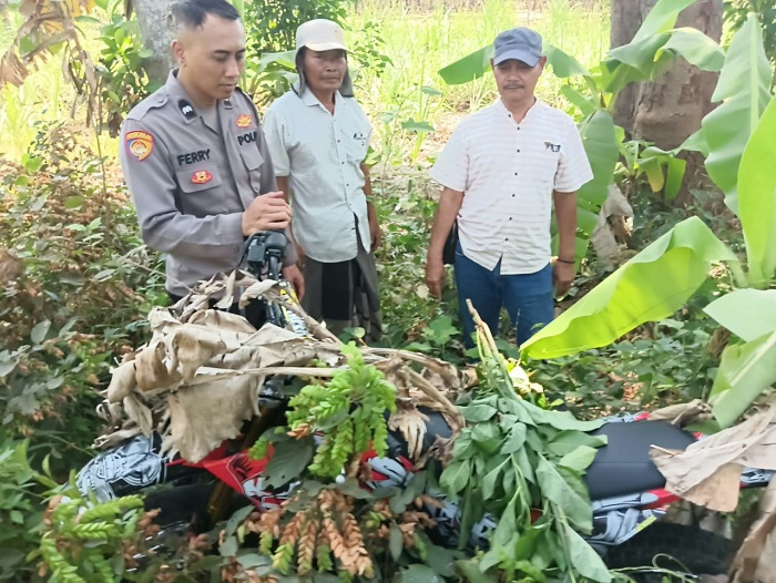 Trail Tak Bertuan Ditemukan Tertutup Daun Pisang di Pasuruan
