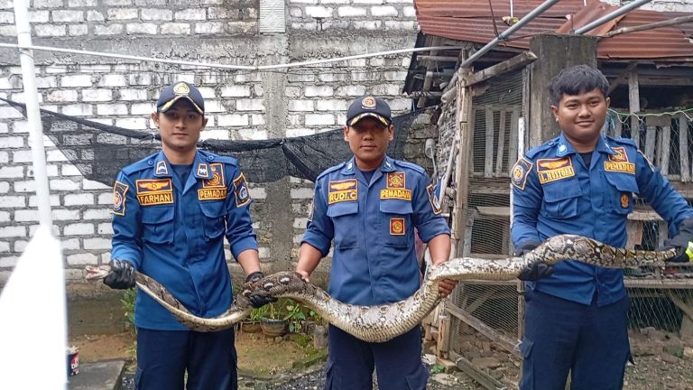 Warga Gresik Kaget Temukan Ular Piton Jumbo di Kandang Ayam