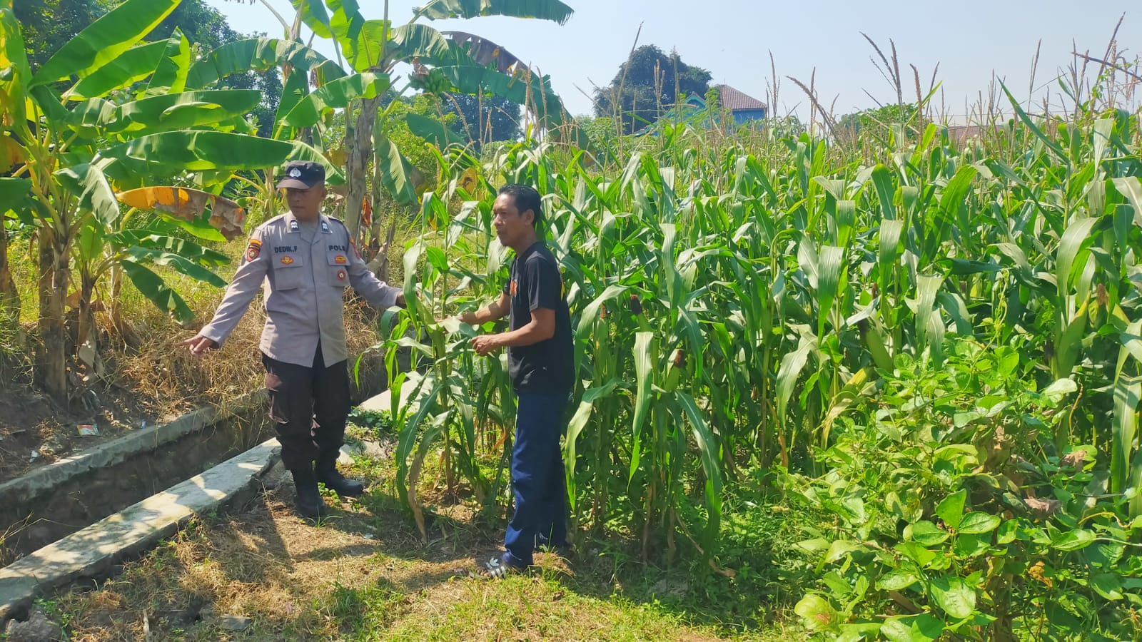 Polsek Prambon Pantau Tanaman Jagung, Dukung Program Ketahanan Pangan