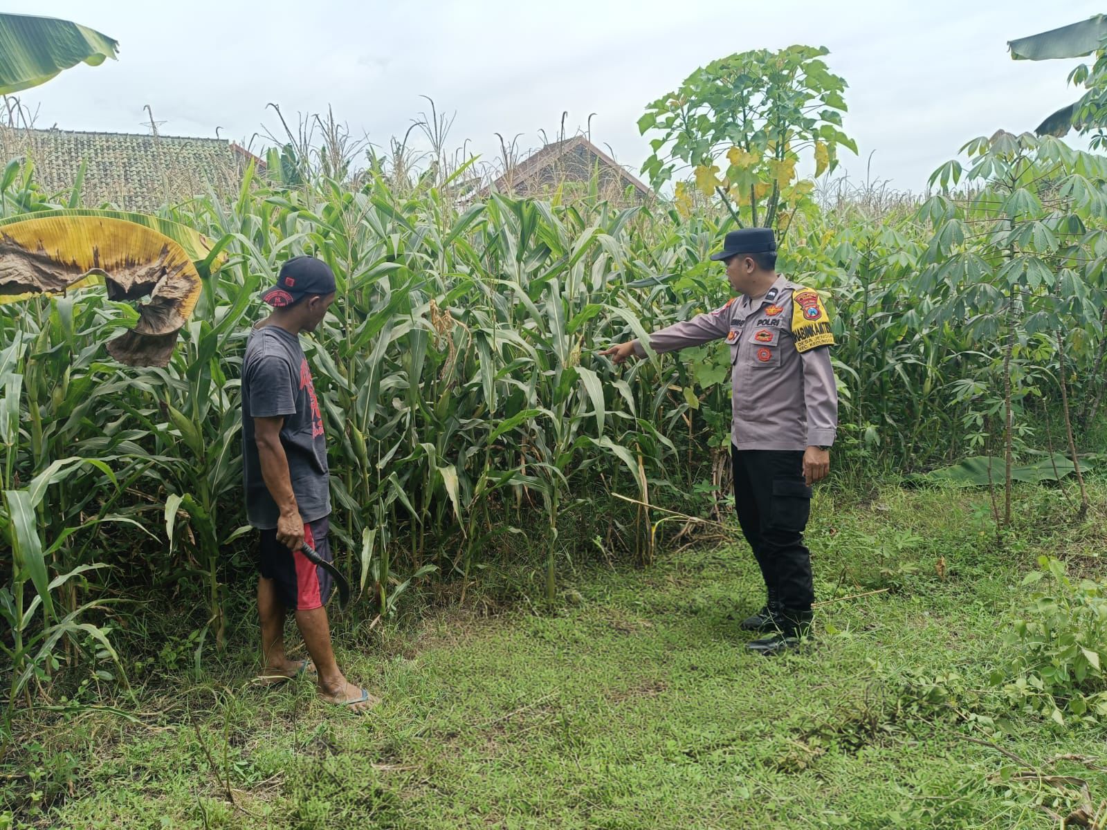 Polres Ngawi Gencarkan Ketahanan Pangan, Bhabinkamtibmas Jenggrik Optimalkan Lahan Jagung Warga
