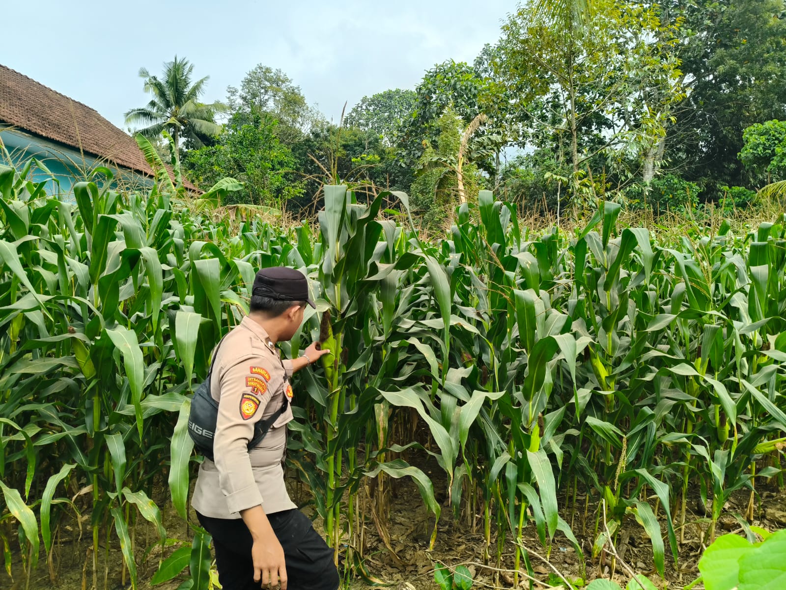 Kawal Program Asta Cita, Polsek Tempursari Pantau Pertumbuhan Jagung Petani