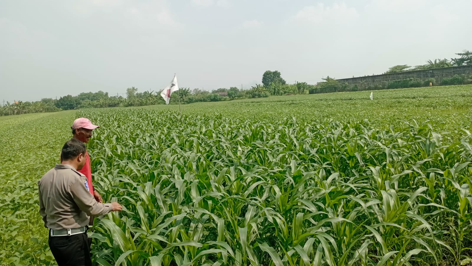 Sinergi Polsek Wonoayu dan Petani Optimalkan Lahan Jagung, Perkuat Program Swasembada Pangan
