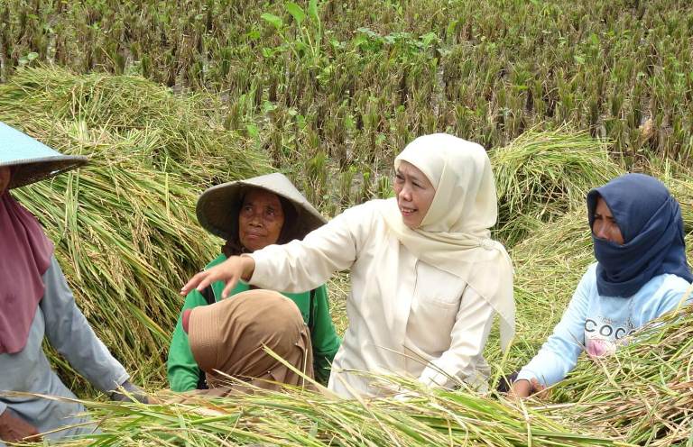 Inovasi Padi Organik Persembahan NU Kabupaten Pasuruan