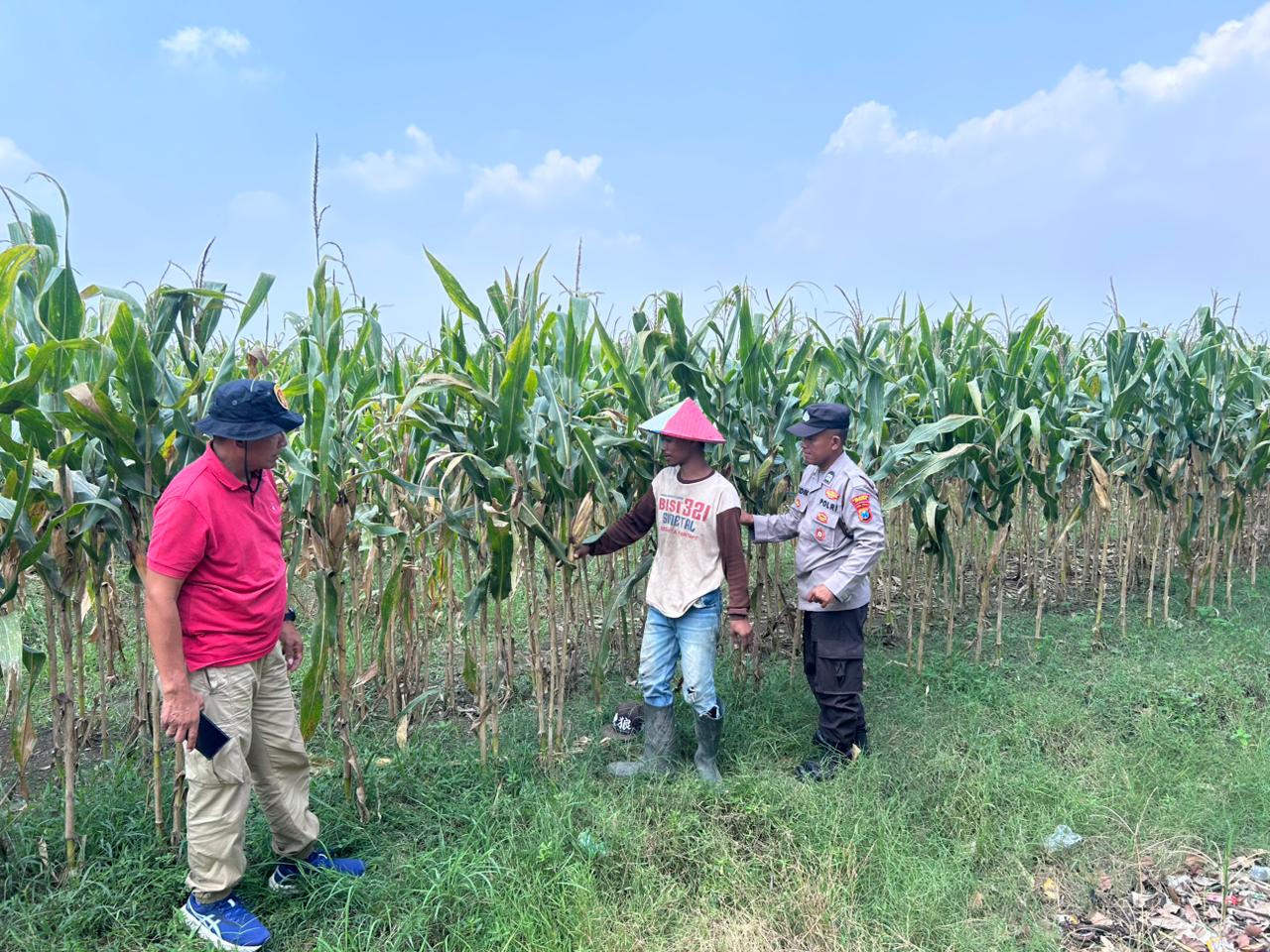 Polsek Prambon Cek Lahan Jagung di Desa Bulang