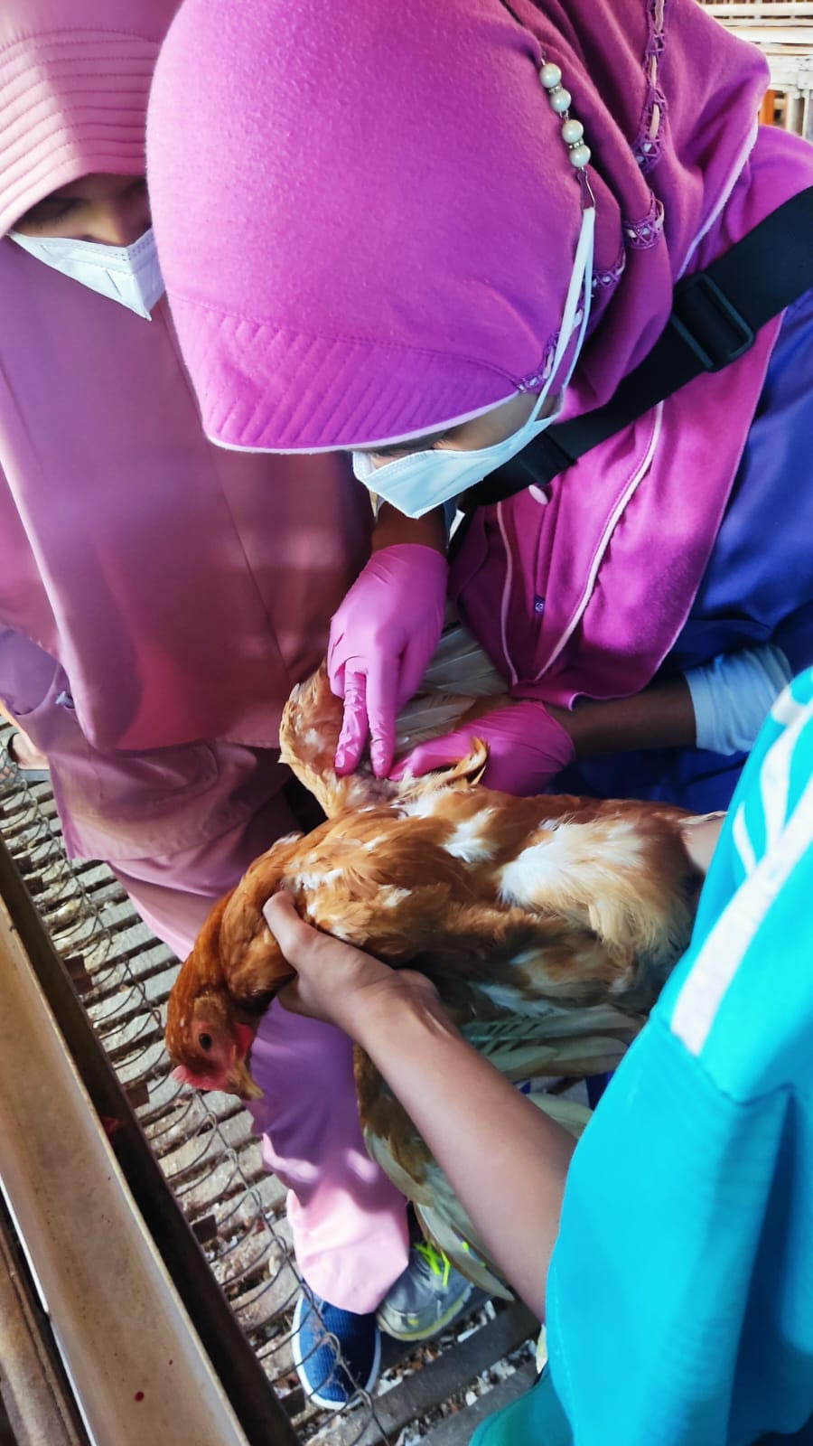 Madiun Bebas Flu Burung, DKPP Tingkatkan Kewaspadaan