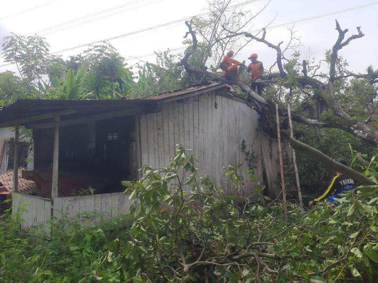 Rumah Warga Situbondo Rusak Tertimpa Pohon Saat Ditinggal Kerja ke Bali