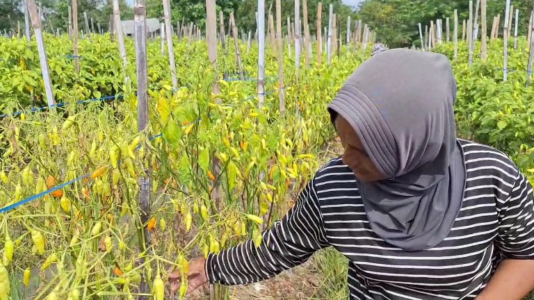 Harga Cabai Tinggi, Petani di Ngawi Merugi