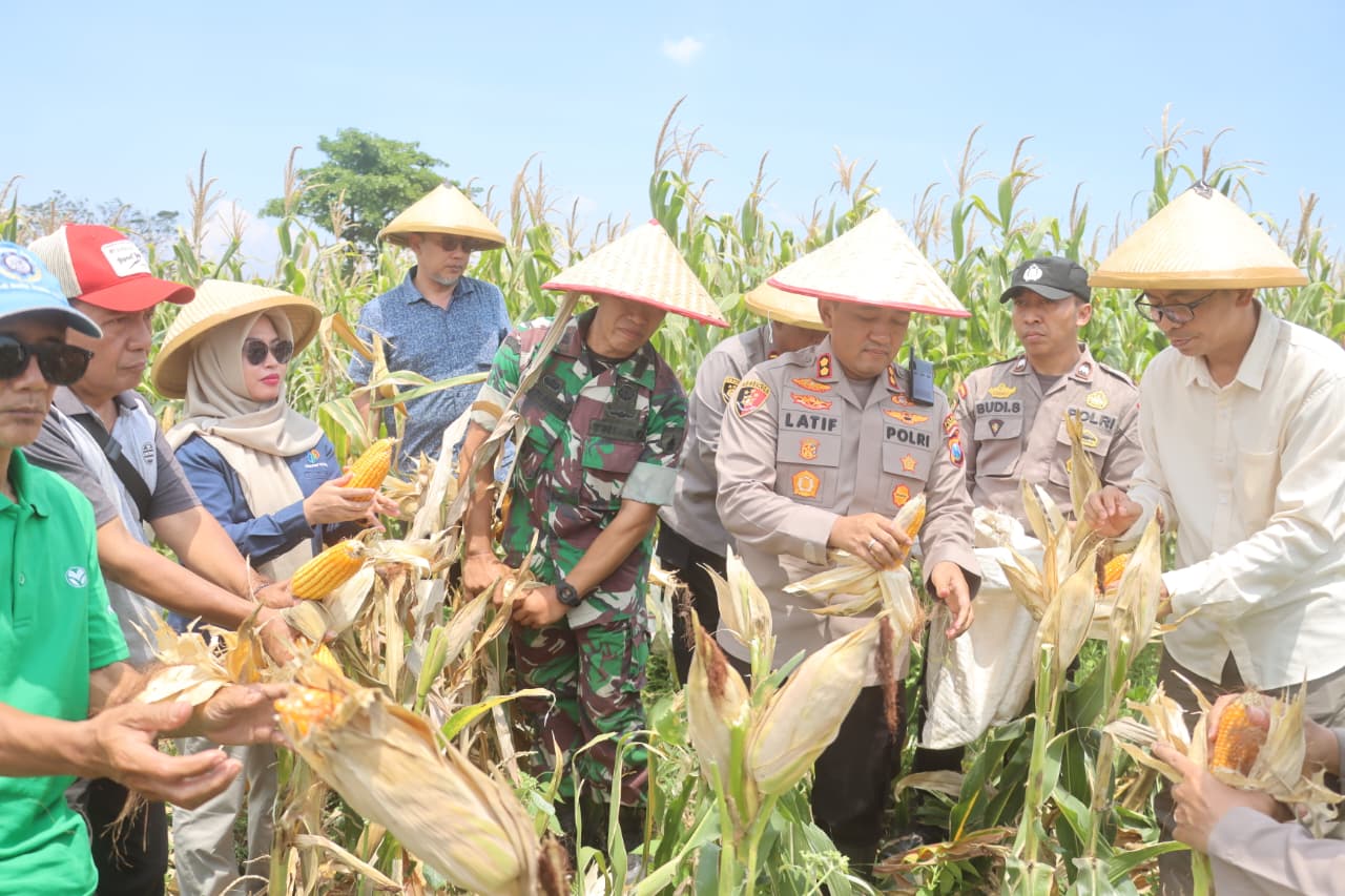 Dukung Swasembada Pangan, Panen Raya Jagung Serentak Kuartal III Polres Probolinggo Hasilkan 1,1 Ton Jagung 