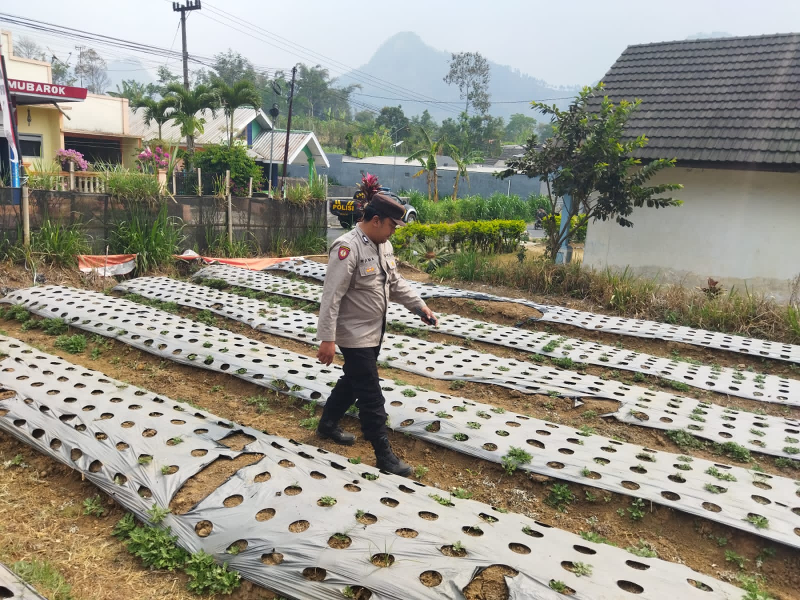 Polsek Nongkojajar Pasuruan Rawat Bawang Putih Lewat Program P2B