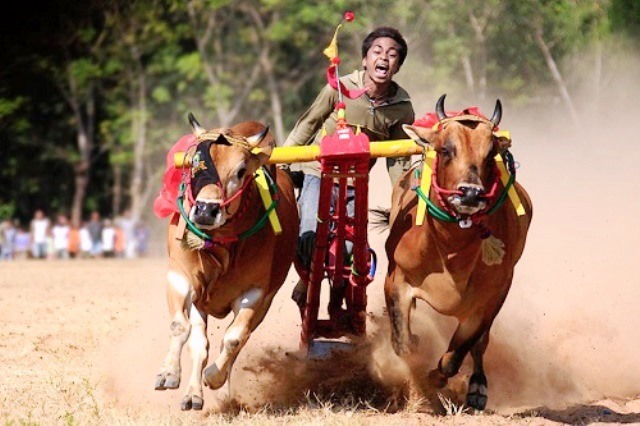 Bergulir Semarak, Kericuhan Sempat Warnai Babak Final Kerapan Sapi Piala Presiden