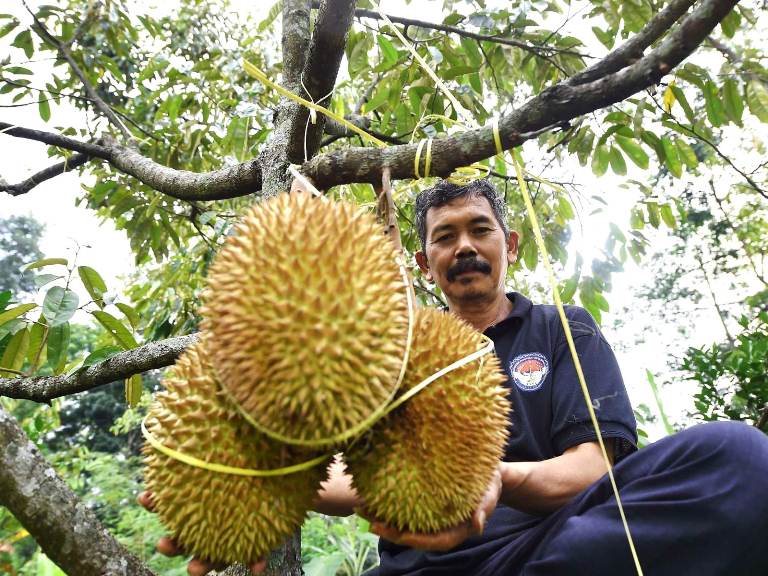 Perangi Hama Durian, Pemkab Pasuruan Gandeng BRIN