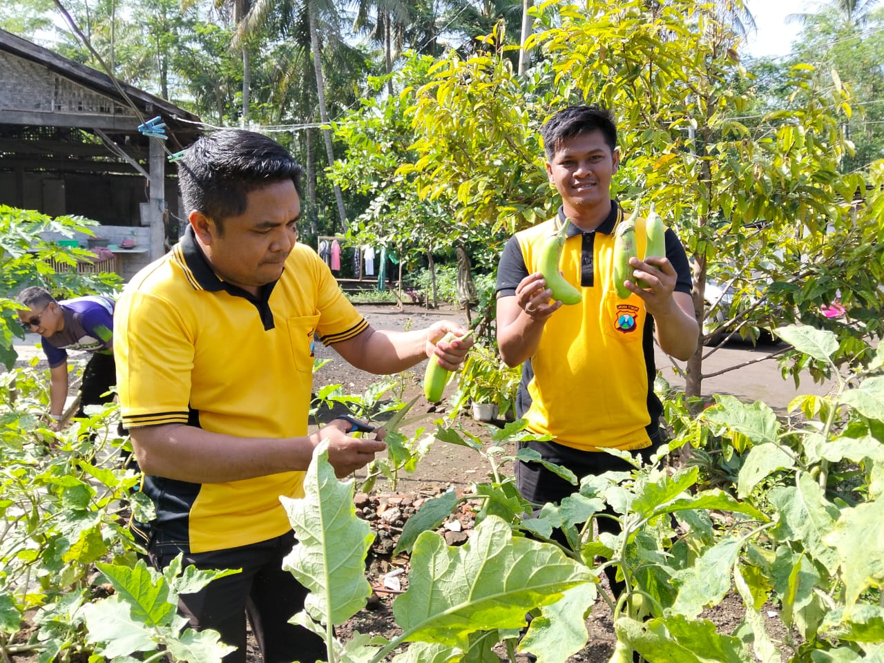 Polsek Ranuyoso Dukung Ketahanan Pangan Nasional Melalui Budidaya Terong dan Cabai