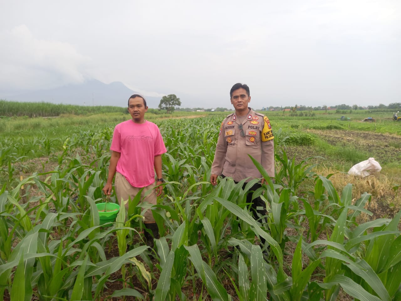 Dukung Ketahanan Pangan Polresta Sidoarjo, Polisi Krembung Tinjau Lahan Jagung Bersama Warga