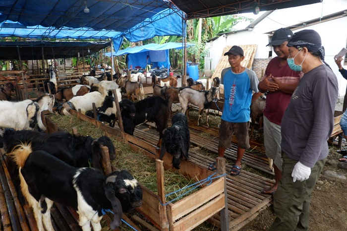 Jelang Iduladha, Harga Hewan Kurban di Madiun Meroket hingga 40 Persen