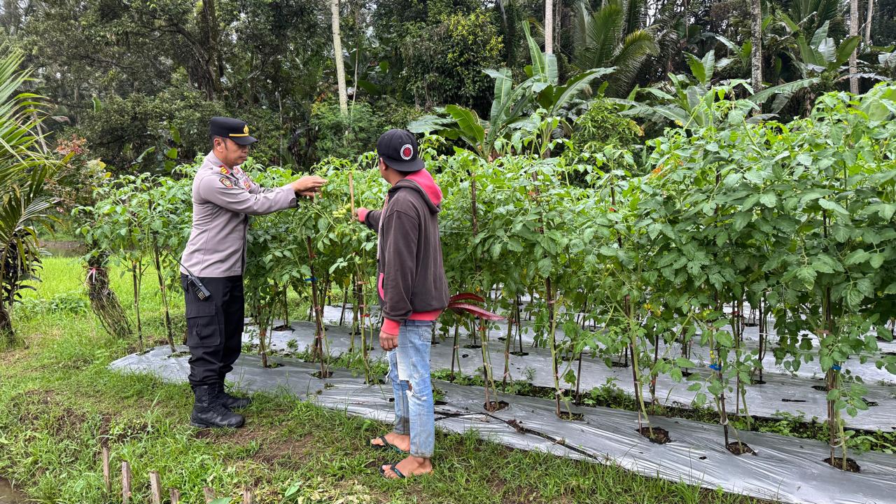 Kapolsek Licin Polresta Banyuwangi Tinjau Budidaya Tomat