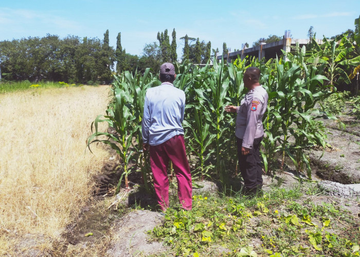 Tingkatkan Swasembada Pangan, Polsek Sedati Dampingi Pengembangan Lahan Jagung 