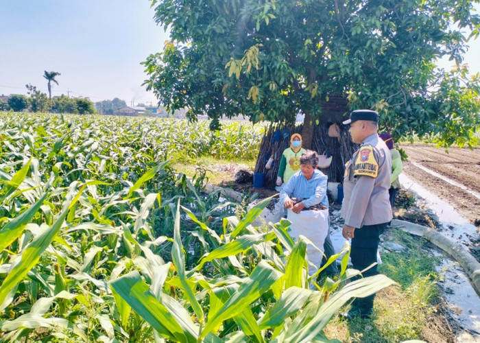 Bhabinkamtibmas Semampir Dampingi Petani Jagung Dukung Ketahanan Pangan di Kediri Kota