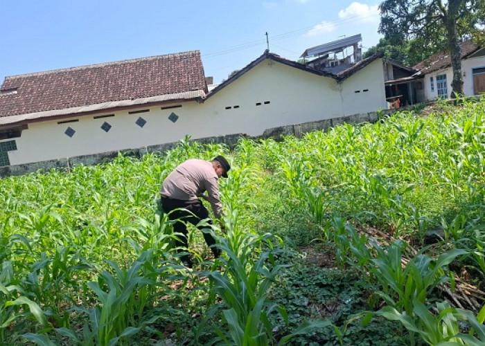 Polsek Jatiroto Pantau Pertumbuhan Jagung, Dukung Program Ketahanan Pangan Nasional