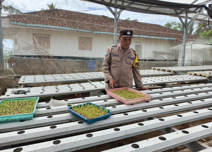 Dukung Asta Cita, Polsek Padang Ajak Warga Optimalkan Pekarangan Jadi Lahan Pangan Produktif