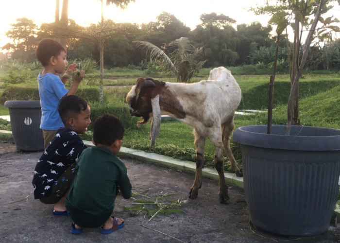Kegiatan yang Dapat Kamu Lakukan di Taman Jeruk Surabaya! Cocok untuk Healing Bersama Keluarga