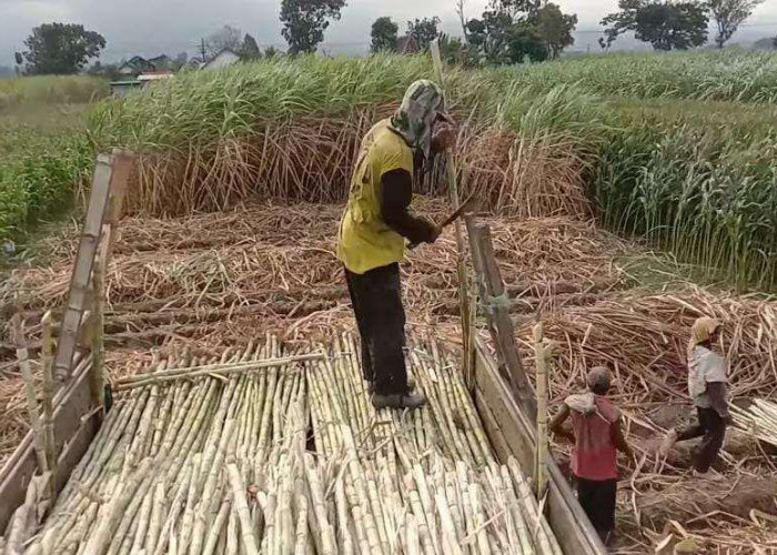 Jombang Dapat Jatah Bongkar Ratoon 3.000 Hektare, Produktivitas Tebu Ditarget Melonjak