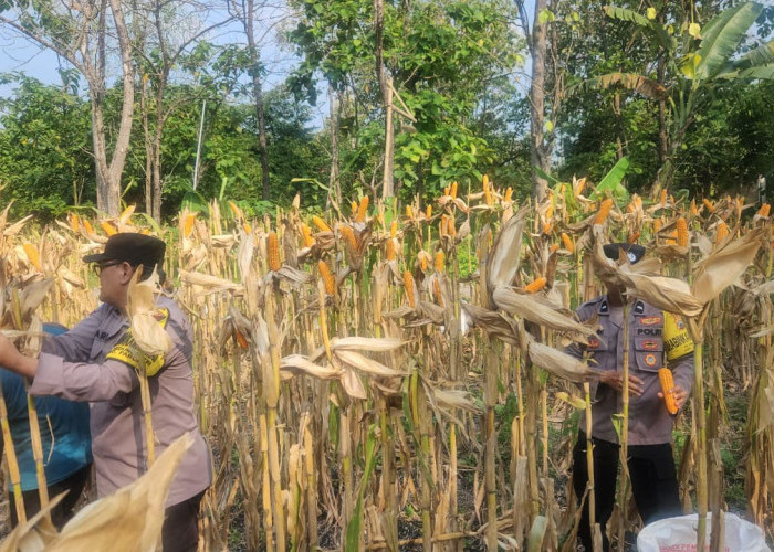 Panen Jagung Bersama Petani, Polsek Paron Wujudkan Dukungan Ketahanan Pangan di Ngawi
