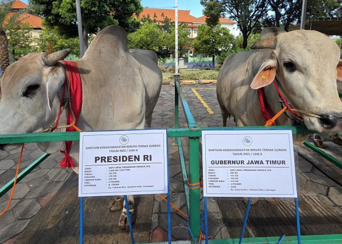 Presiden Prabowo, Gubernur Khofifah, dan Wagub Emil Kompak Pilih Sapi PO Lokal untuk Kurban di MAS