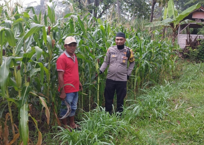 Dukung Asta Cita Presiden, Bhabinkamtibmas Polsek Kedungjajang Kawal Penanaman Jagung 