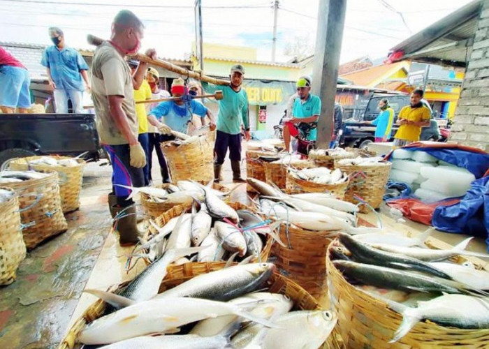 Harga Bandeng Merosot Tajam, Petani Tambak di Ujungpangkah Minta Ada Standarisasi Harga