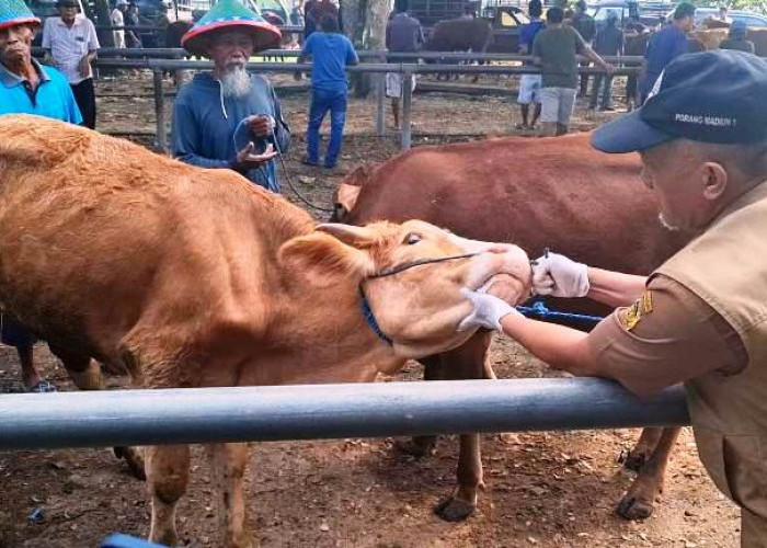 Penjualan Hewan Kurban di Madiun Lesu Jelang Iduladha