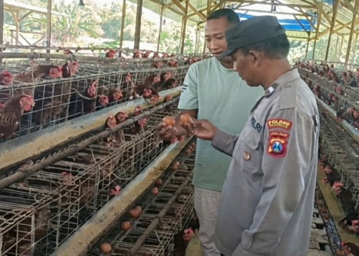 Bhabinkamtibmas Polsek Rembang Pantau Peternakan Ayam Petelur Dukung Ketahanan Pangan
