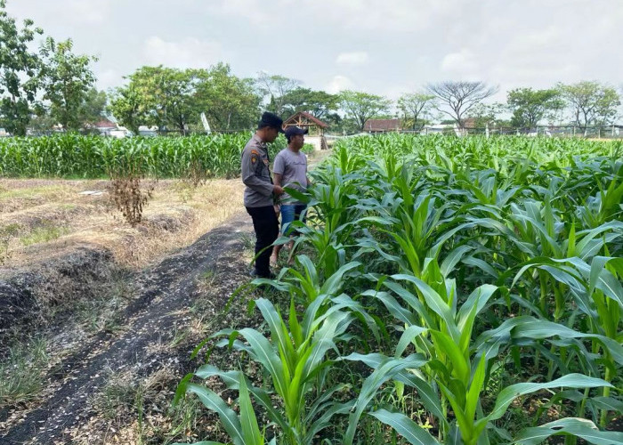 Bhabinkamtibmas Plosolor Monitoring Lahan Jagung Warga, Dukung Ketahanan Pangan di Ngawi 